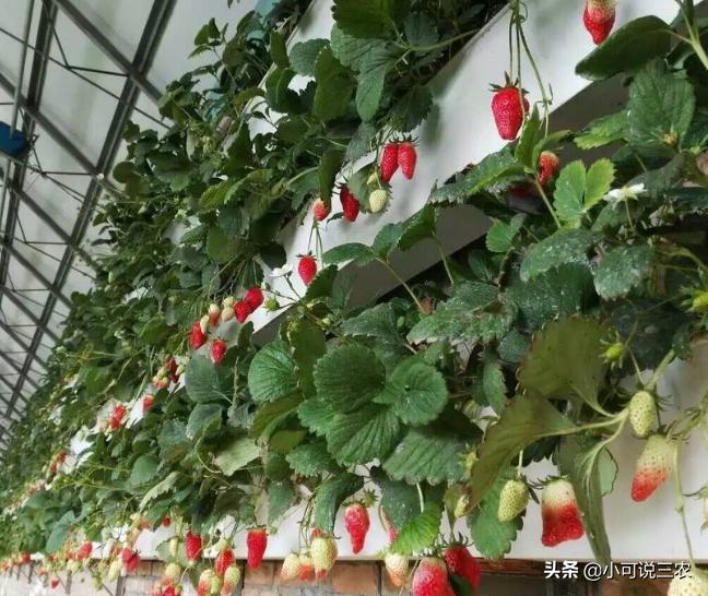 草莓种植裂口,种植草莓为何会出现烂草莓