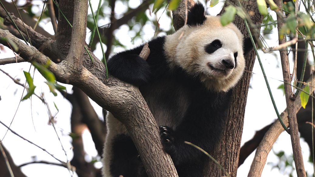 全面了解cba,深度解析cba球队