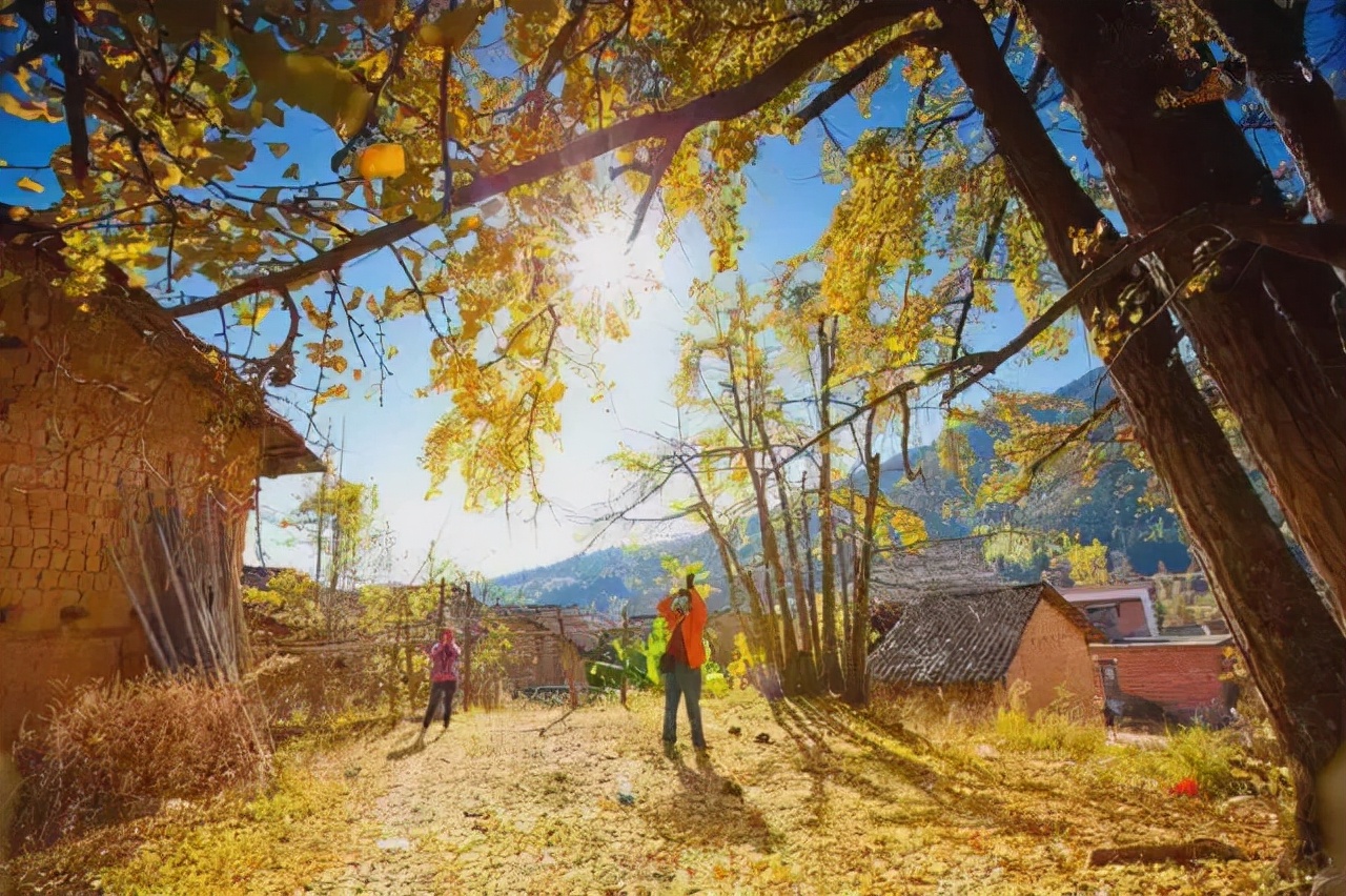 漫天香氛醉人~杭州的秋天从不让人失望!13个地方,秒出大片