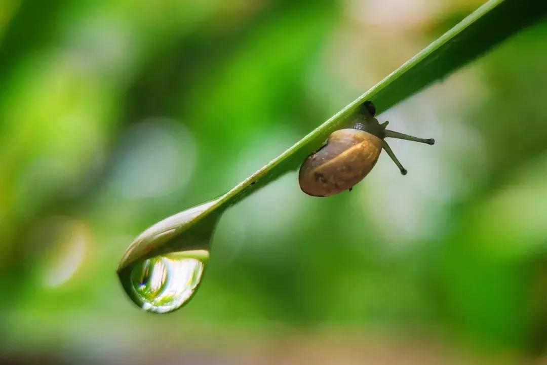 手把手教你拍摄微距花,春天拍花卉微距摄影镜头推荐