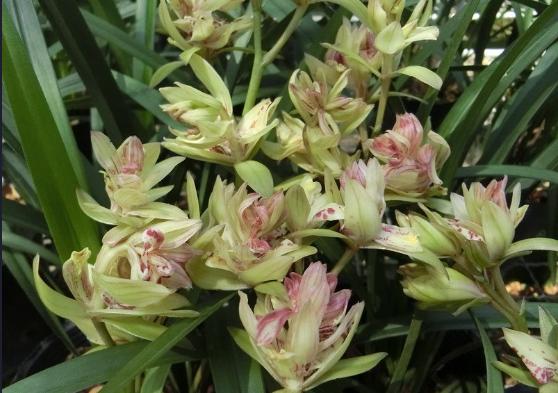 建兰奇花之首富山奇蝶,建兰花四季开花