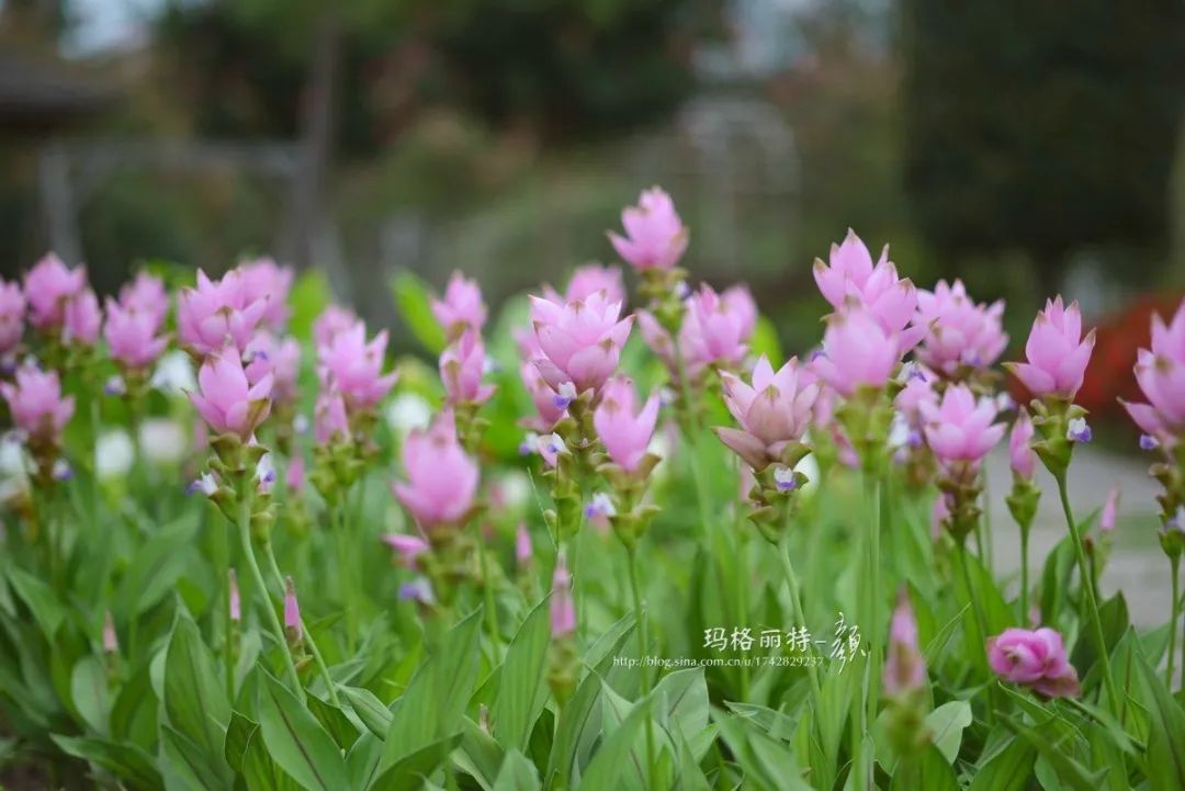 家里要有氛围感什么花比较好,家里高级的花