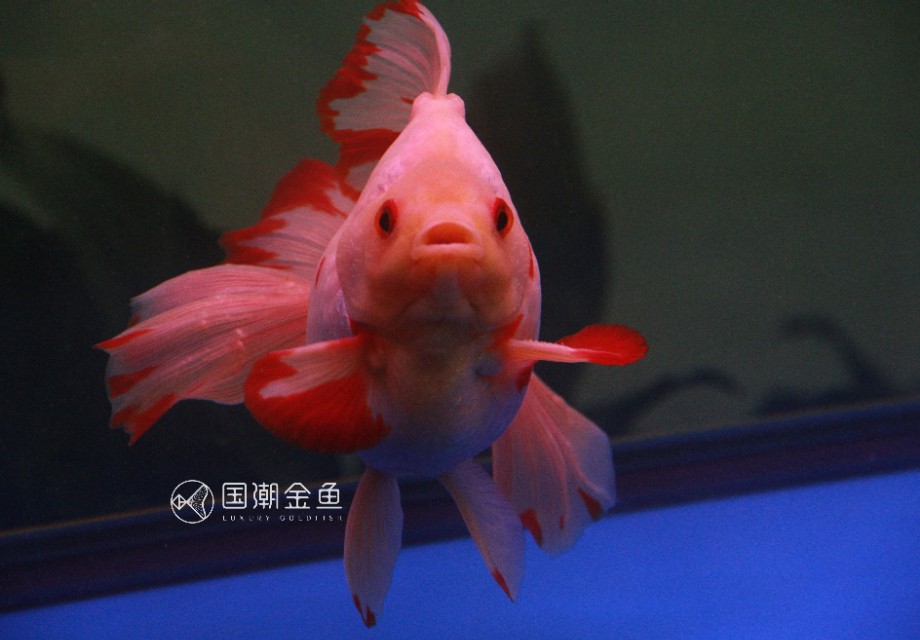 怎么养鱼缸里的鱼成活率才高,小鱼缸养什么鱼好养活新手