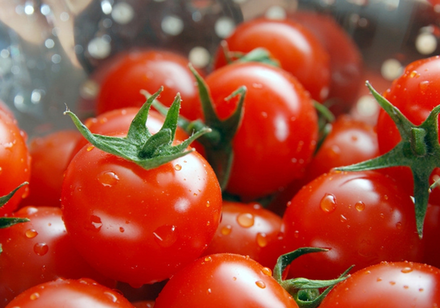 西红柿移栽的管理方法视频,西红柿移苗标准是怎样的