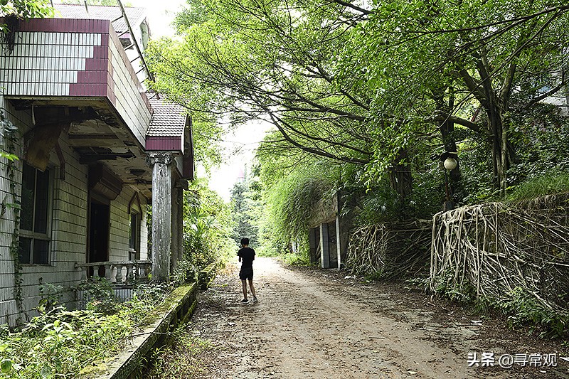 探秘重庆被人遗忘的废墟,被植物吞噬的小区