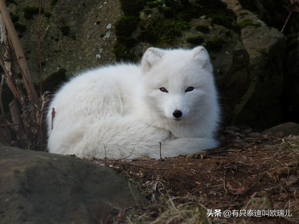 北极狐宝宝视频,一只北极狐从挪威步行到了加拿大