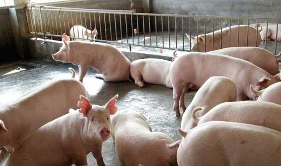 猪发高烧41度至42度用什么药退烧,猪反复高烧不吃食用什么药好