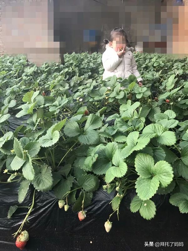 一岁宝宝吃草莓住院,小孩吃新鲜草莓导致病危