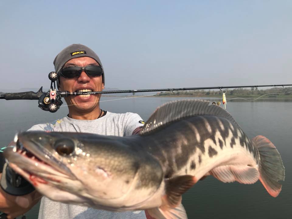 狮子鱼为何在美国泛滥成灾,蛇头鱼在中国为什么不泛滥