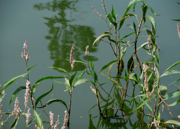 水蓼根图片,水蓼的价格