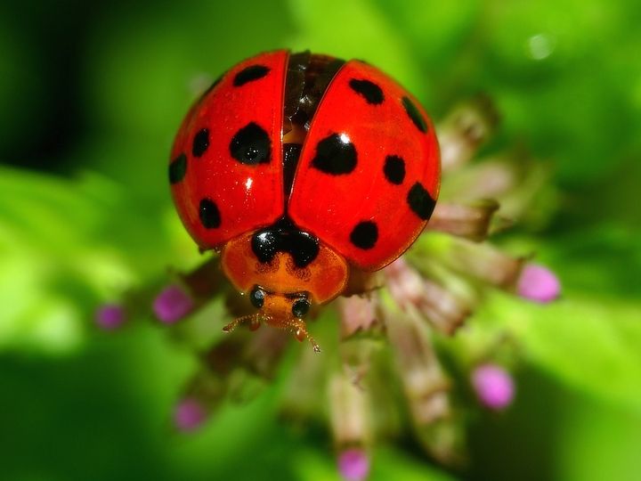 瓢虫是甲虫吗,瓢虫与甲虫形态的主要区别