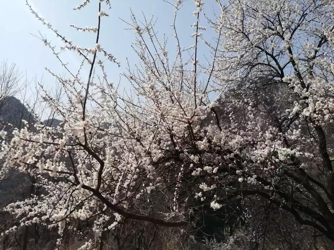女神节相约美丽,女神节相约一起踏青赏花