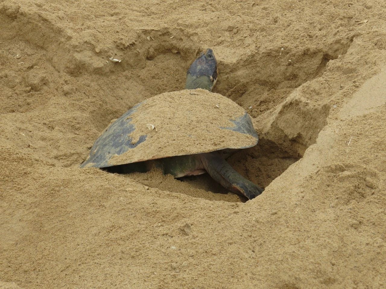 巨型侧颈龟幼龟,巨型侧颈龟下蛋