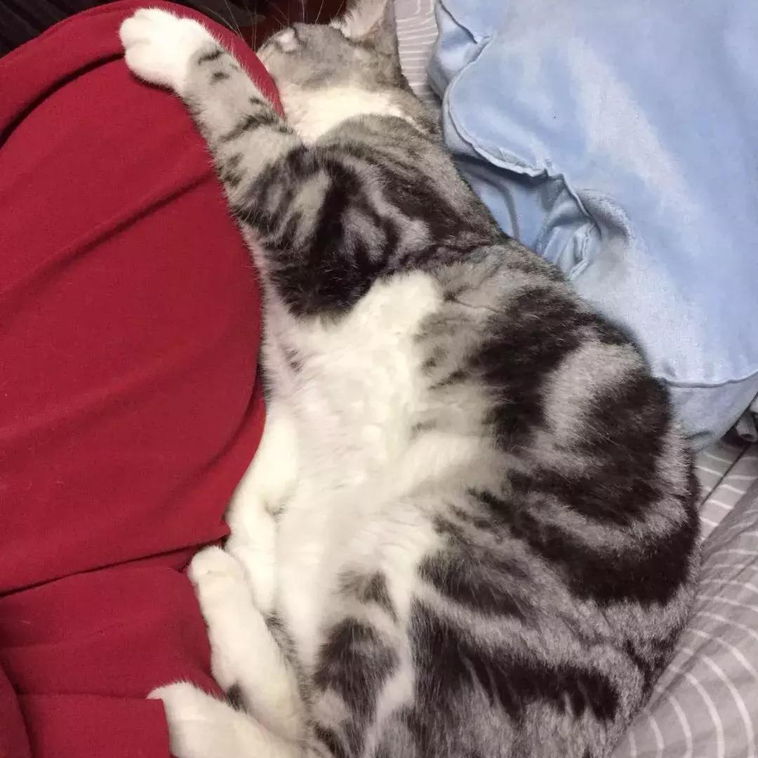 铲屎官把猫咪惹毛了,铲屎官得猫癣