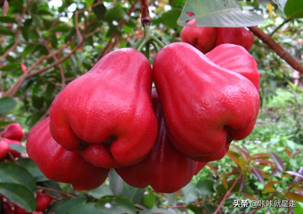 去泰国必买的三大美食,去泰国旅游你不可不吃的泰国水果