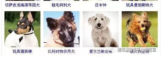 狗狗品种大全卡斯罗,雪纳瑞