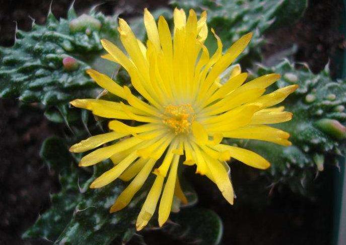 多肉四海波的图片,多肉植物四海波价格