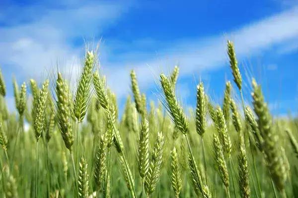 该如何选水稻、玉米、小麦、大豆种子，看这里！