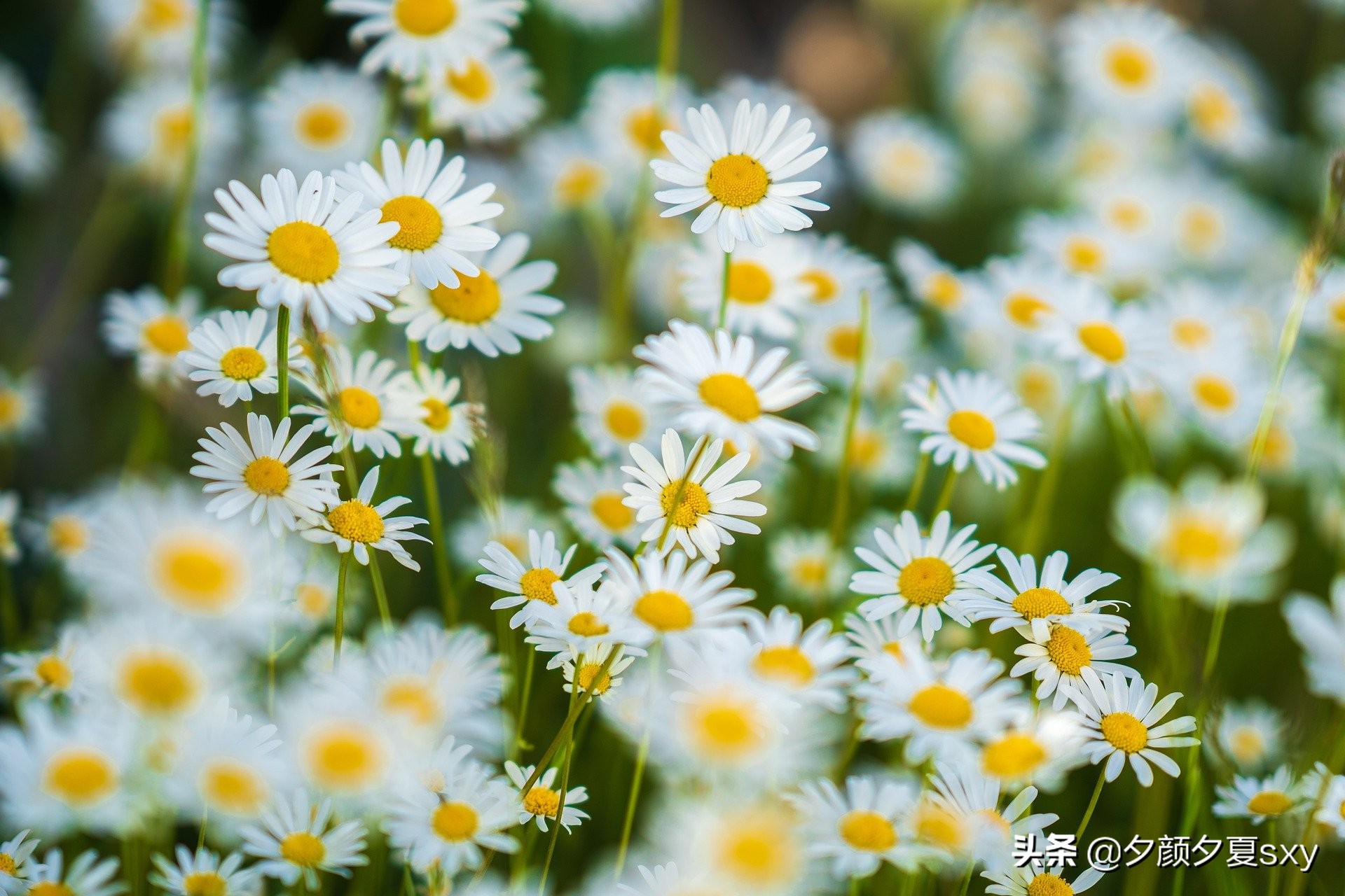 总要一些温柔的梦驱散生活的疲惫,疲惫的生活总要有一些温柔的梦