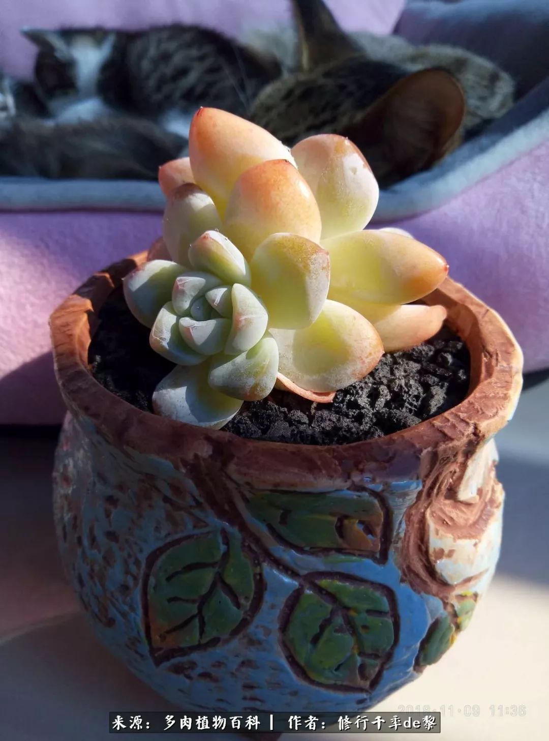 鱼和熊掌不可兼得自由和爱情,鱼和熊掌不可兼得胖和丑如影随形