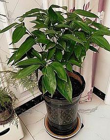 平安树叶子发黄耷拉有黑斑怎么办,平安树有黑斑黄叶怎么办