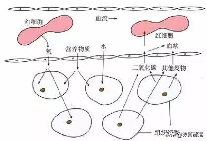 初中生物会考复习计划,初中生物会考复习资料全套