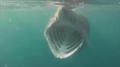 美国渔民发现一条巨型鲨鱼,世界上最濒危的鲨鱼