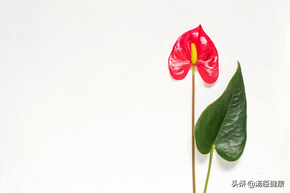 家中常见六种有毒花,室内不宜养的有毒花