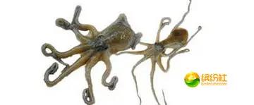 舟山海鲜代加工攻略,最全舟山海鲜攻略