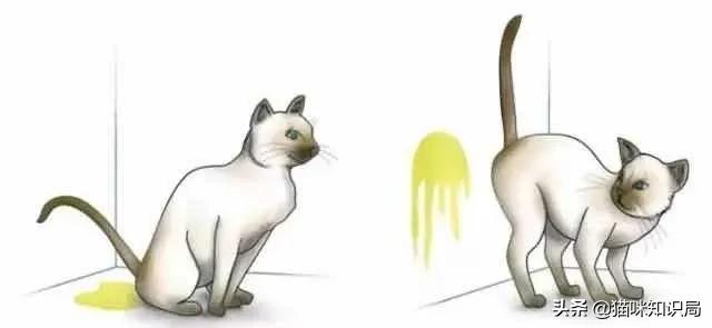 猫咪乱尿是泌尿系统出问题了吗,猫咪从不乱尿突然乱拉咋回事