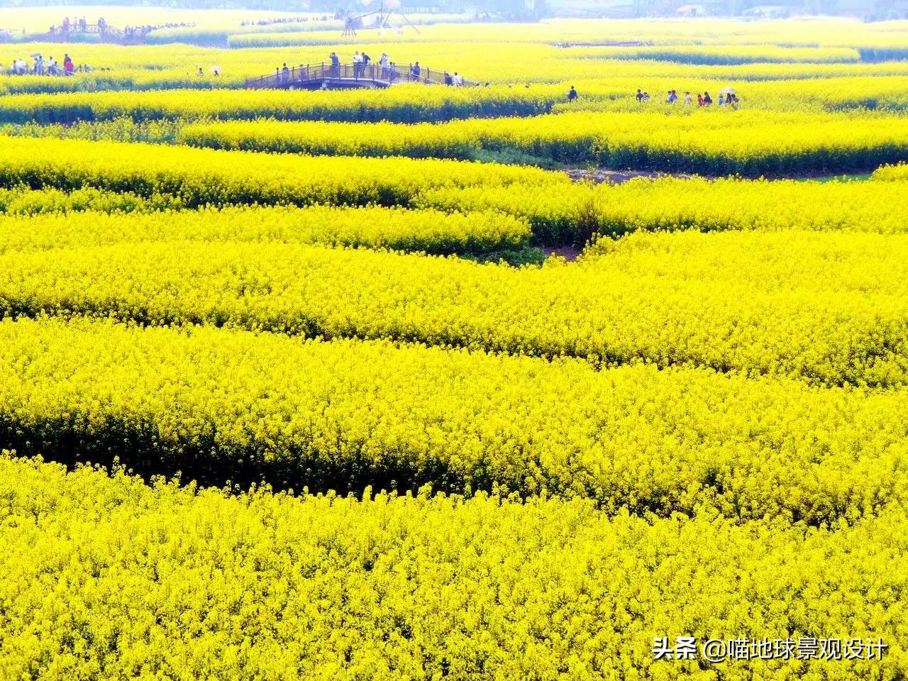 美丽乡村的盈利项目,美丽乡村项目的成功案例