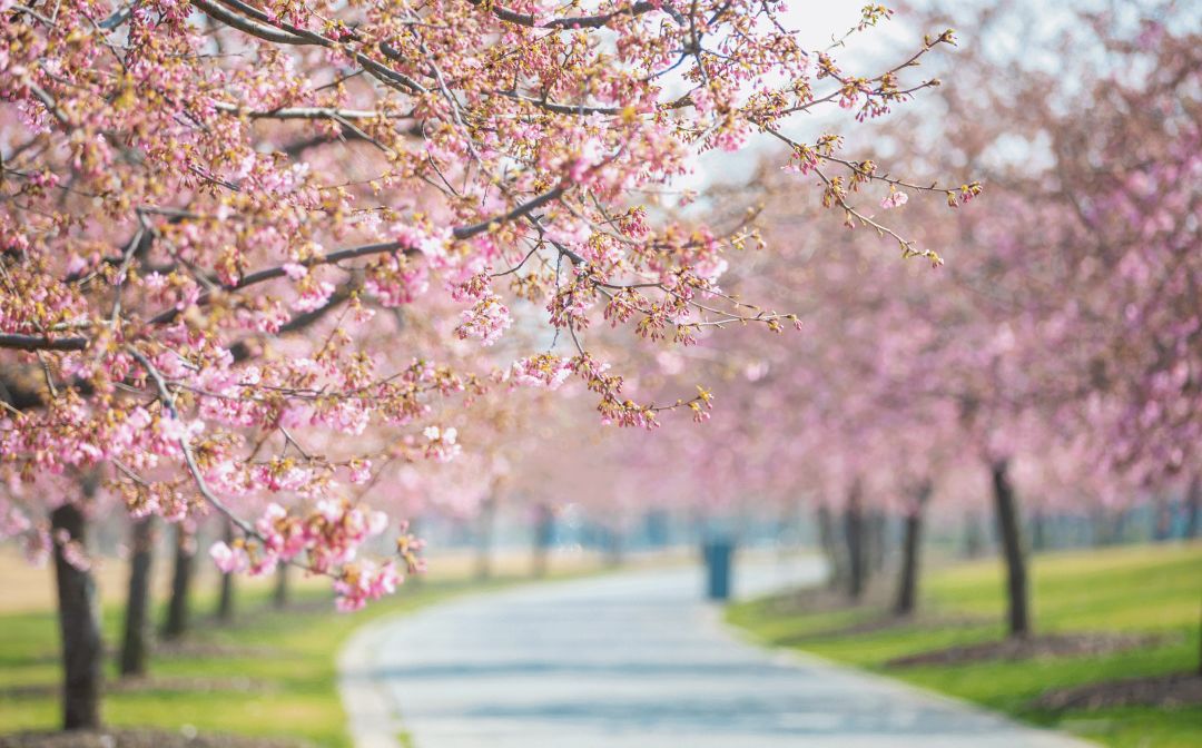 安家大结局有多少集,安家大结局解说