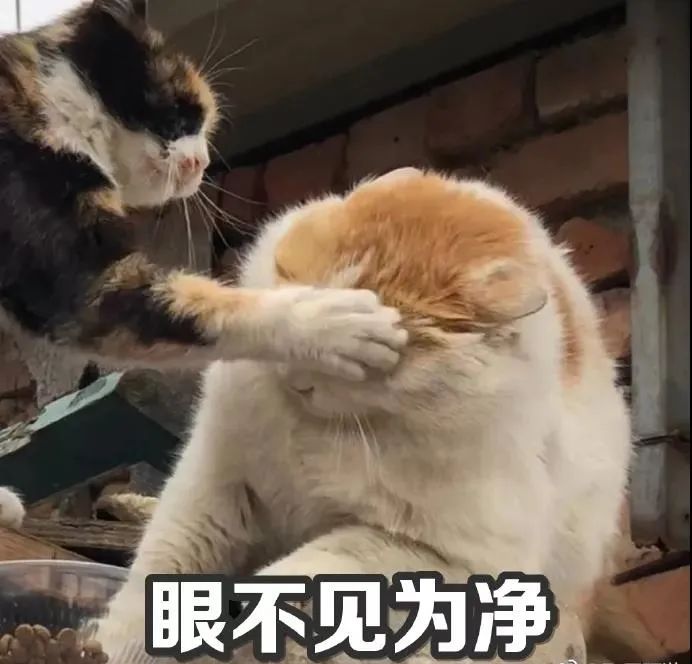 关于猫咪鼻子的8大秘密,猫咪的鼻子有什么特点和作用