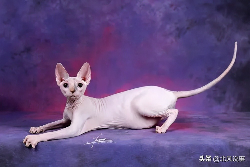 常见宠物猫的品种及价格,常见的十大宠物猫品种介绍大全