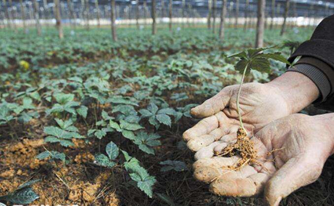 三七病害分析和防治方案,如何防治三七根腐病