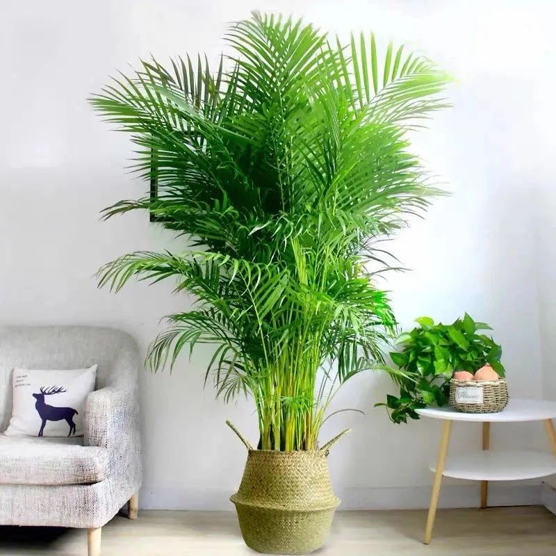 家中必养的五种花,家里养4种花高贵优雅一养就上瘾