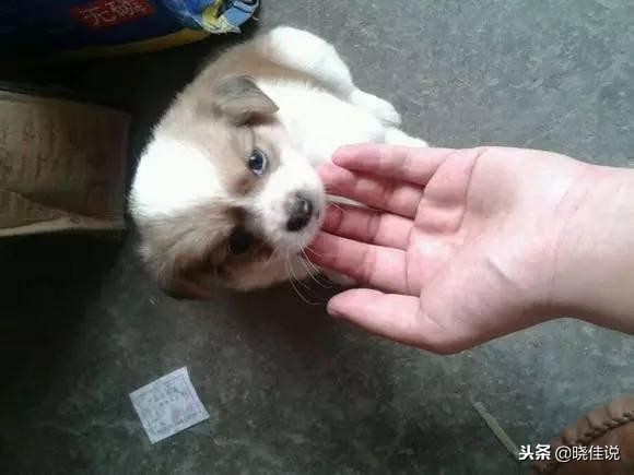 狗狗舔人是喜欢还是讨厌你,狗狗舔人的手说明什么