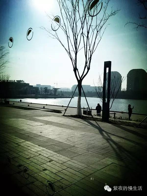 苏州带宠物去的古镇,苏州小众宠物乐园推荐