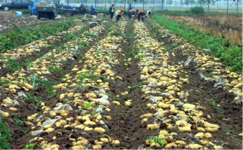 莲藕病虫害图谱及防治,莲藕的营养价值及病虫害防治