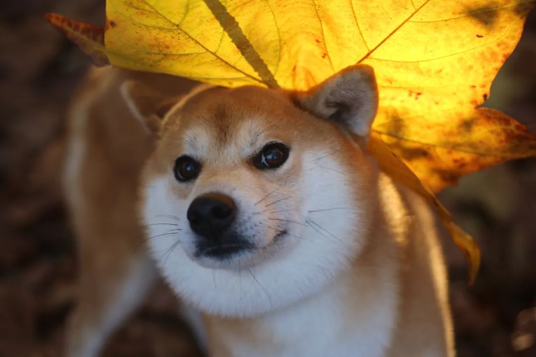 柴犬生下来怎么看品相好不好,赛级柴犬颜色
