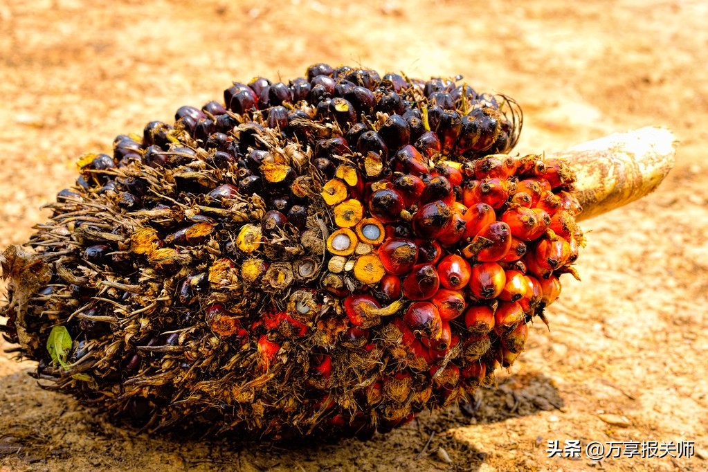 进口棕榈油今日价格,棕榈油进口利润