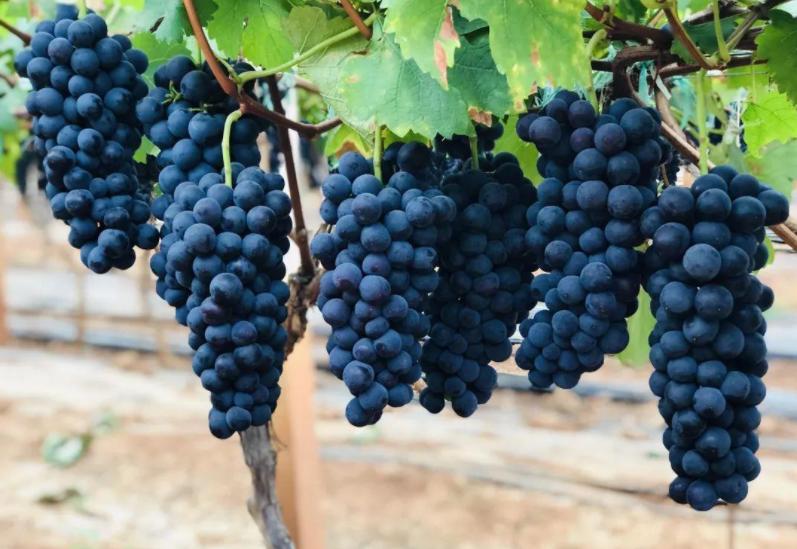 日本发起“种子战”，1900类种苗禁止外泄，阳光玫瑰葡萄首当其冲