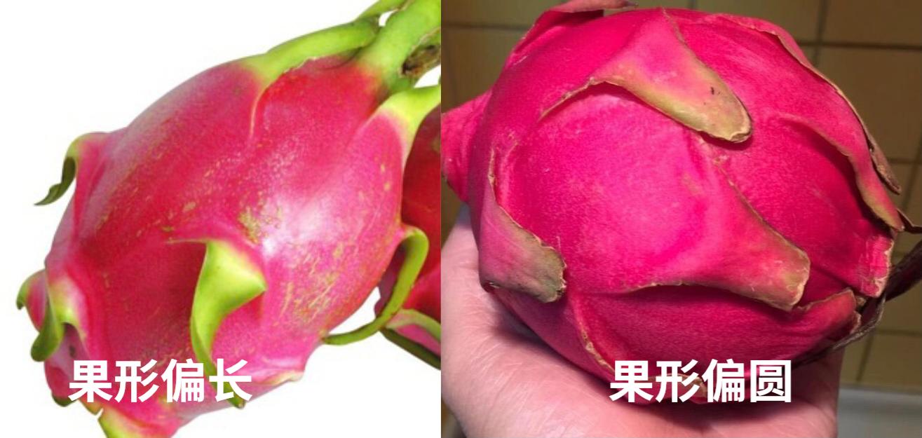 买火龙果黄心,买火龙果是买红色的还是白色的