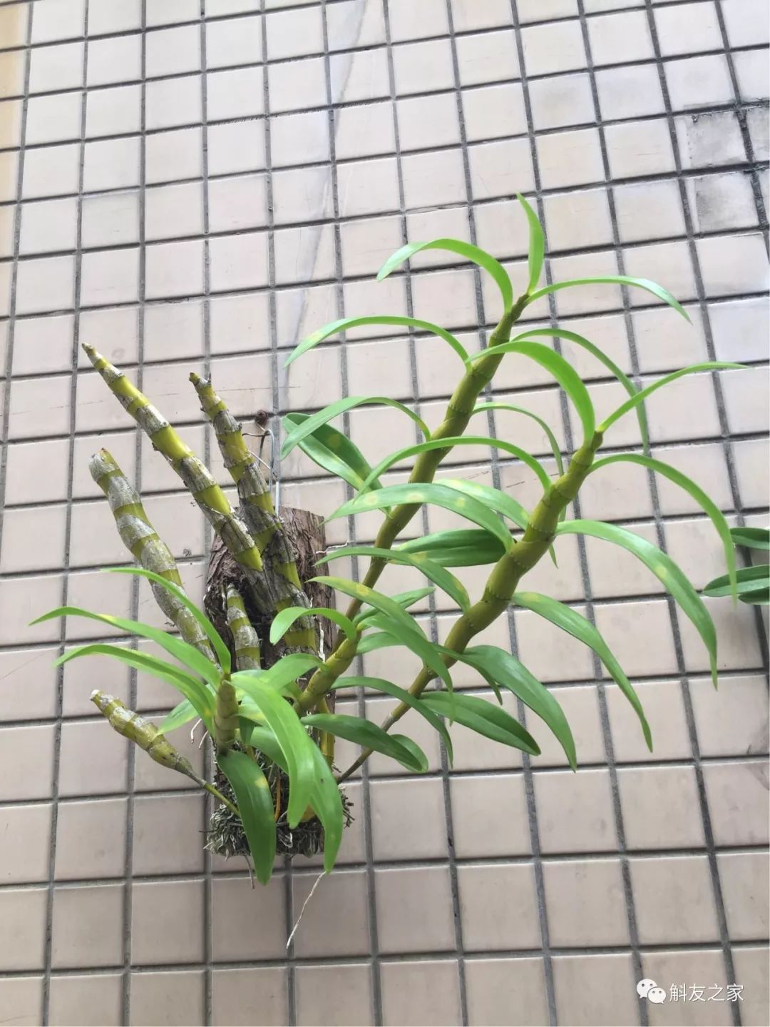 香水石斛兰烂根全部腐烂怎么办,石斛兰烂根怎么让它长新根呢