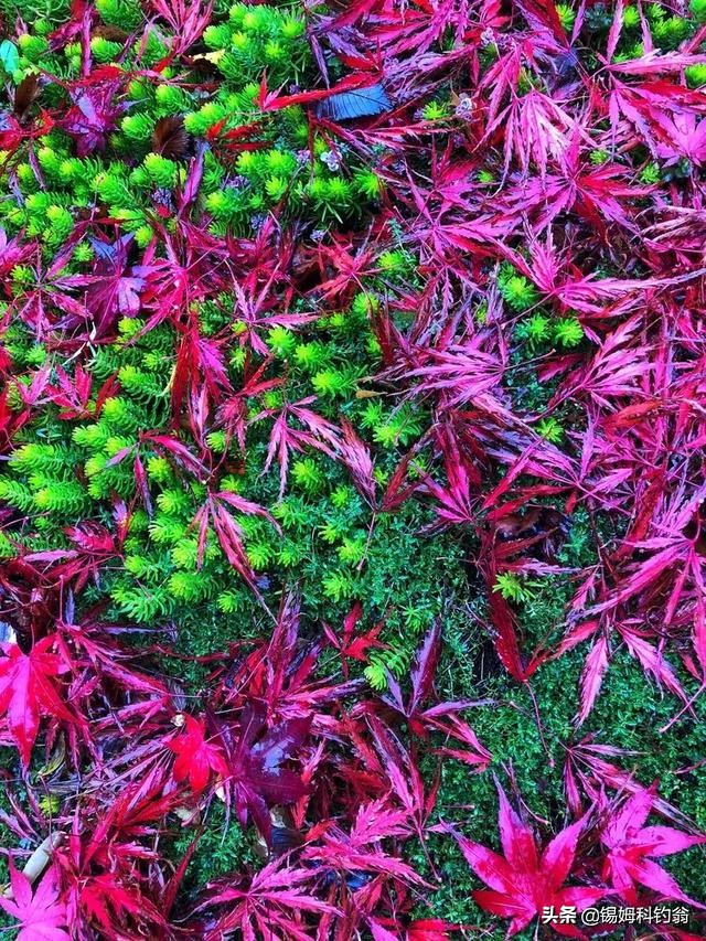 蔓越莓的秘密,蔓越莓小秘密大全