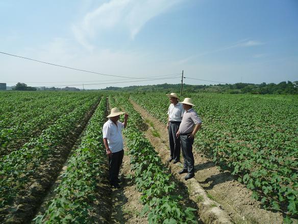 以农业发展为主,山区农业经济怎么发展