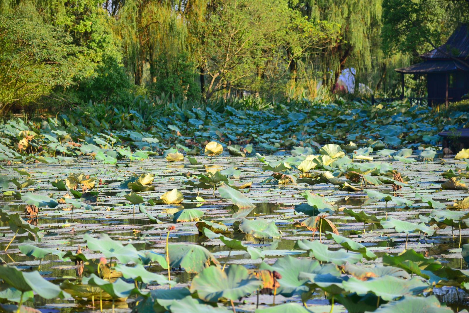 沙家浜旅游攻略一日游图片高清版,360沙家浜旅游攻略