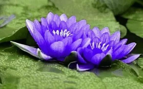 粉色和紫色的植物有哪些,紫色的植物有哪些品种