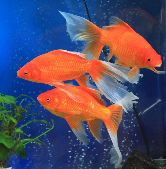 去市场里购买金鱼,一般哪里有金鱼及热带鱼买