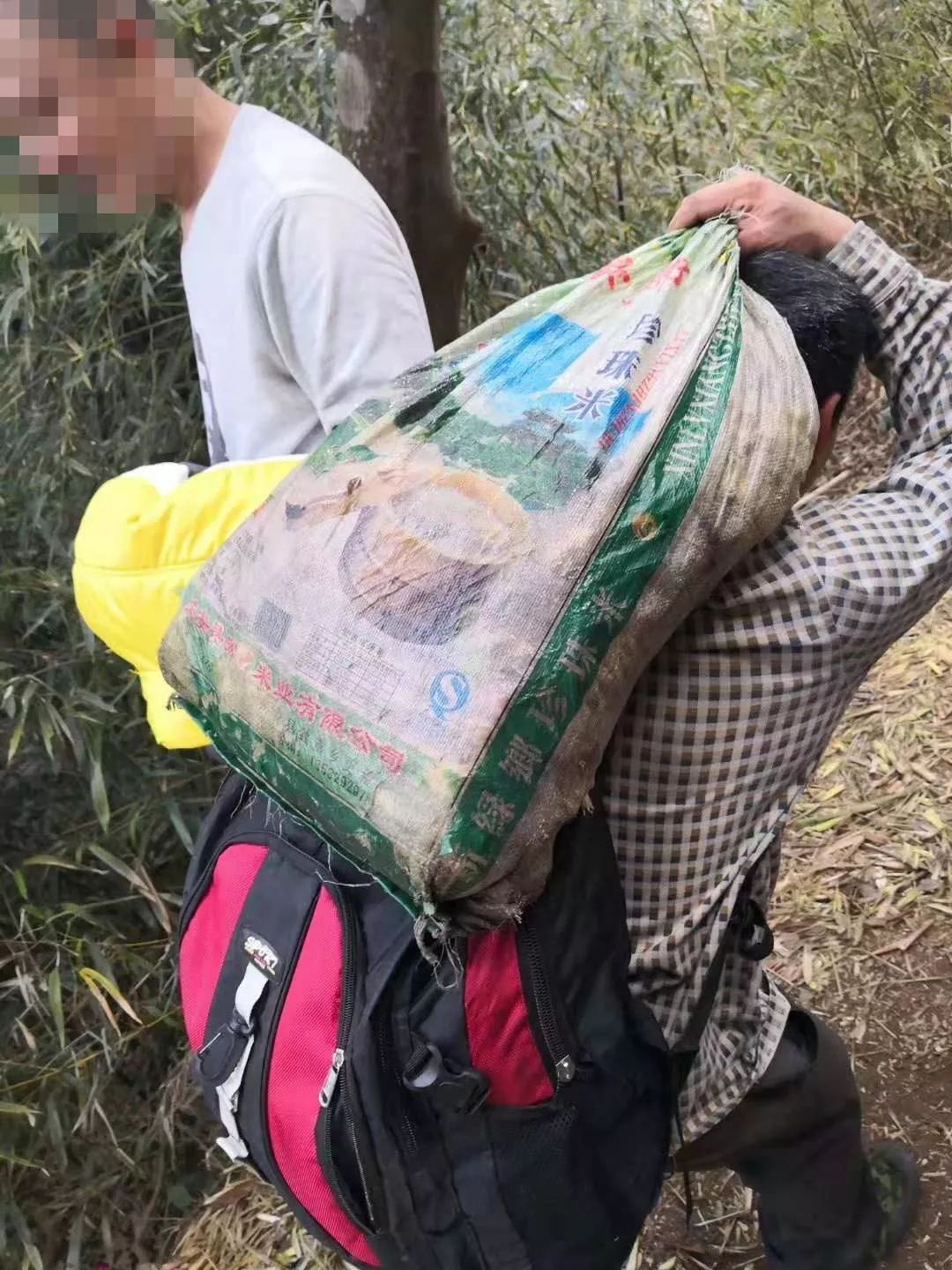 深圳南山竹海挖竹笋,深圳有游客挖竹笋